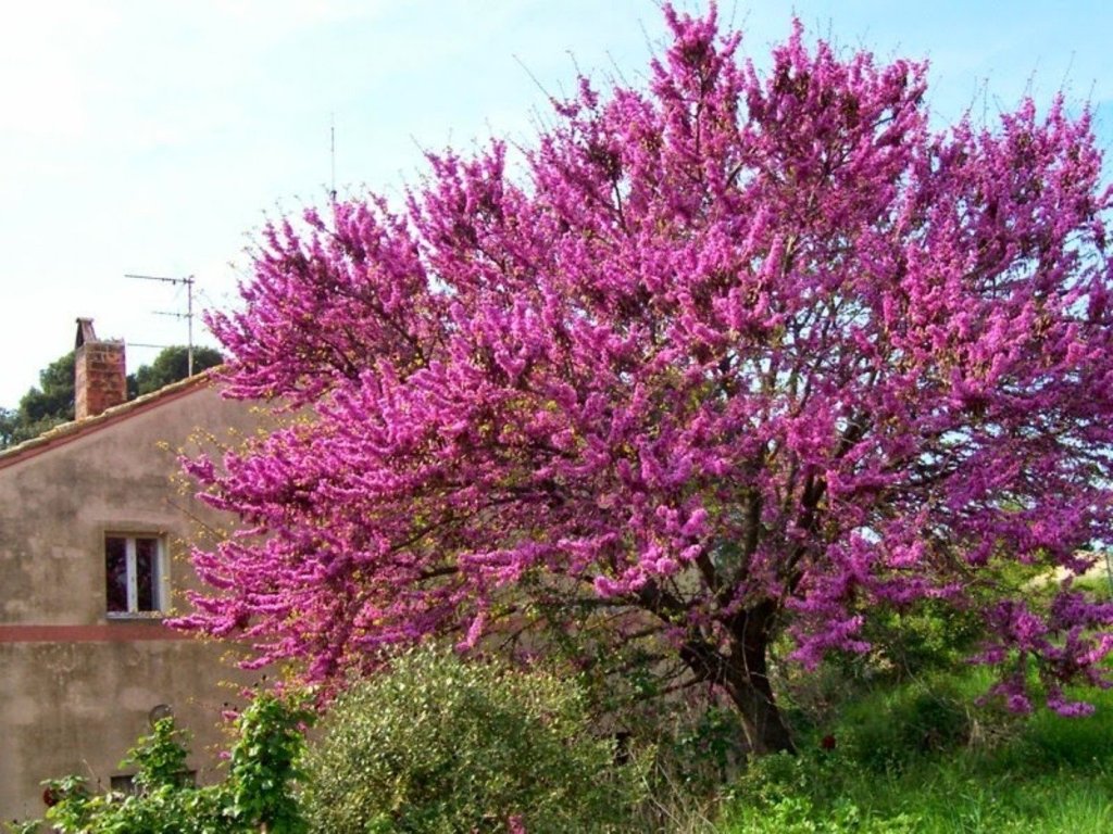 The Judas Tree