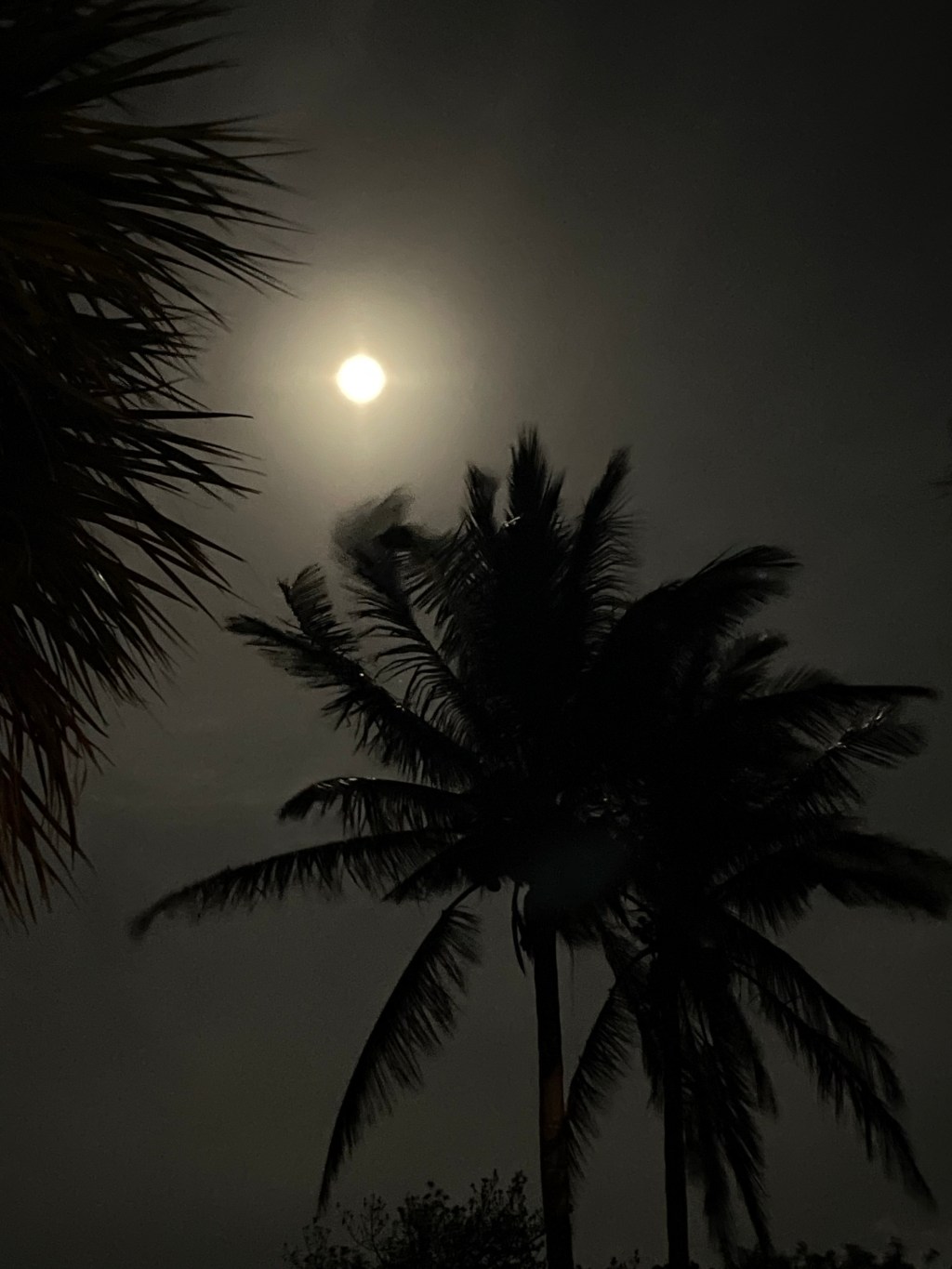 Sand Dollar in the&nbsp;Sky