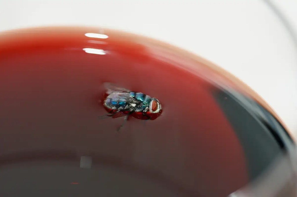Fly on the bottom of my&nbsp;glass