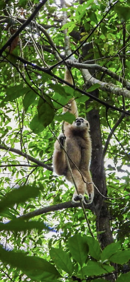 The Gentlemen of the&nbsp;Forest